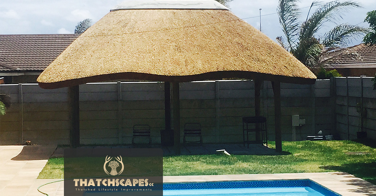 Thatched Lapa Protea Hoogte